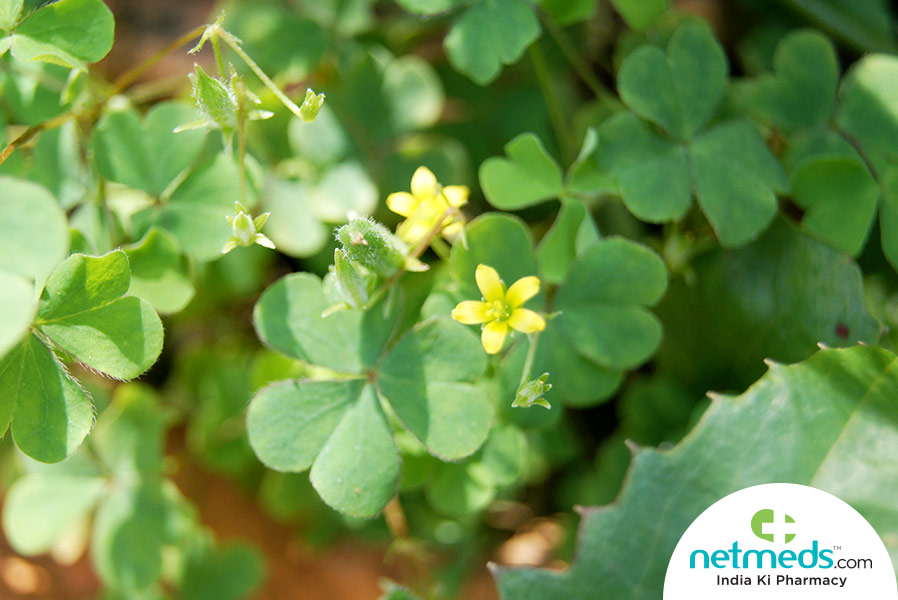 sorrel plant